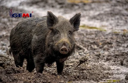 How to prevent wild boars and hedgehogs from intruding into your garden: Building an Electric Fence.