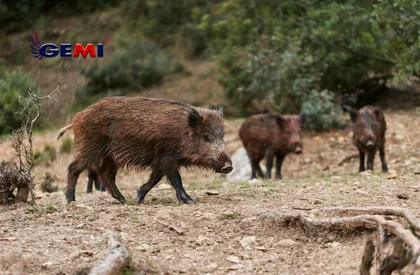 Electric Fence: Are wild boars destroying your land? Solve the issue with Electric Fence Gemi now!