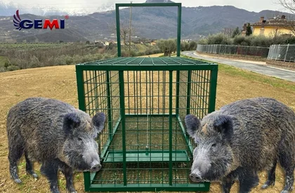 Wild boar traps? There's a better solution...