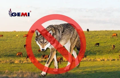 Electric fence for wolves: How to protect your livestock from attacks.