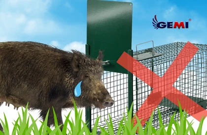 Wild Boar Trapping Manhole Covers: Risks and Safe Alternatives with Gemi Elettronica
