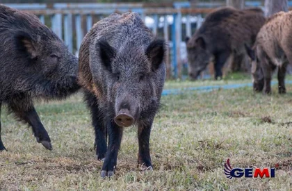 How to Keep Wild Boars Away: Effective Solutions with Electric Fences