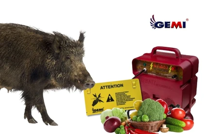 What do wild boars eat and how to protect fields and farms from their attacks?
