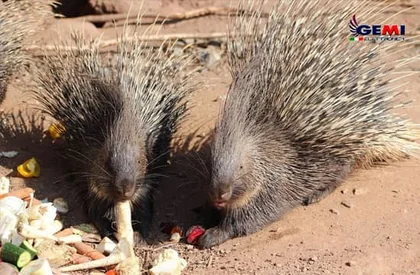 How to protect your garden from porcupines? The solution is an electric fence