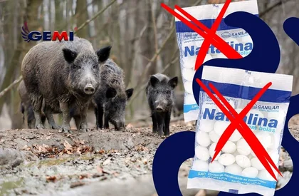 Mothballs for wild boars: does it really work? Here's the most effective and safe solution.