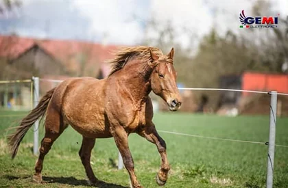 Electric Fences for Horses: The most economical, dynamic, and efficient solution.