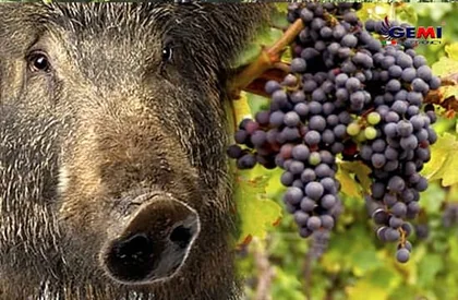 How to protect your vineyard from wild boars? Discover the solutions…