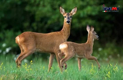 Electric Fence for Deer: How to build the best fence.