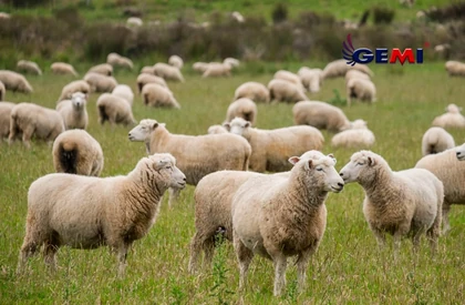 Sheep Netting: Why Electric Fencing Is the Safest and Most Effective Choice