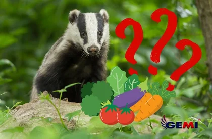 What do badgers eat? Diet, habits, and how to protect crops with Gemi electric fences.