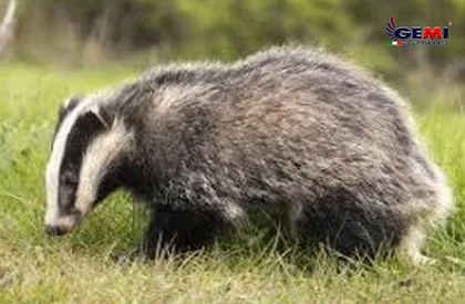 How to prevent badgers from destroying your garden and vegetable patch