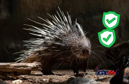 Porcupine Traps: Why They're Dangerous and Why an Electric Fence Is the Better Choice