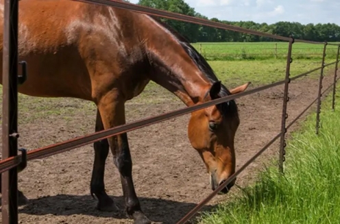 Electric fence for horses